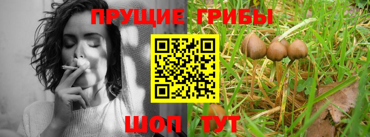 купить наркоту  Псилоцибиновые грибы Magic Shrooms  Вход с VPN  Арзамас 